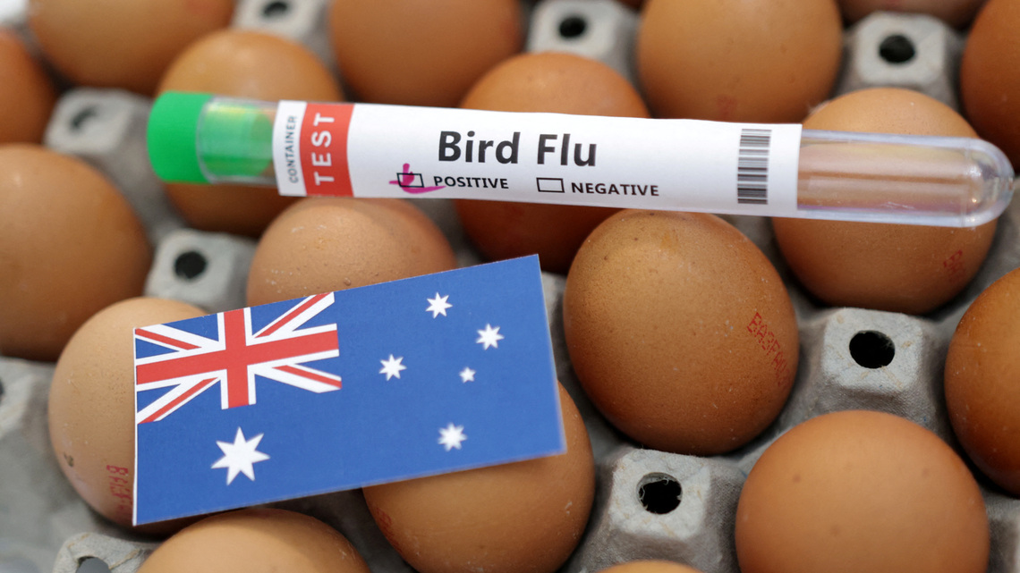 Australia confirms first H5N1 bird flu case in local mammal 