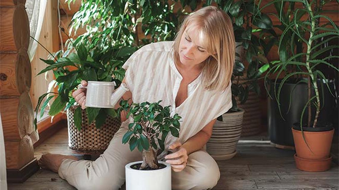 
        A Guide to Growing Thriving Plants Indoors
       