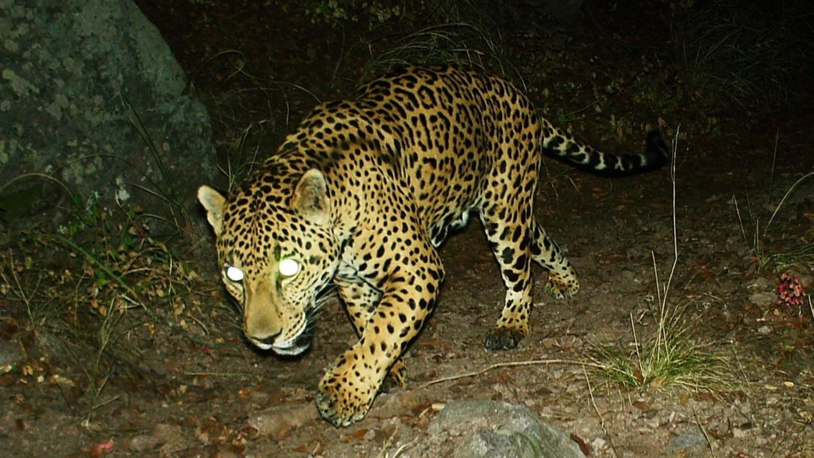 Yes, there are jaguars in Arizona. Where they've been spotted