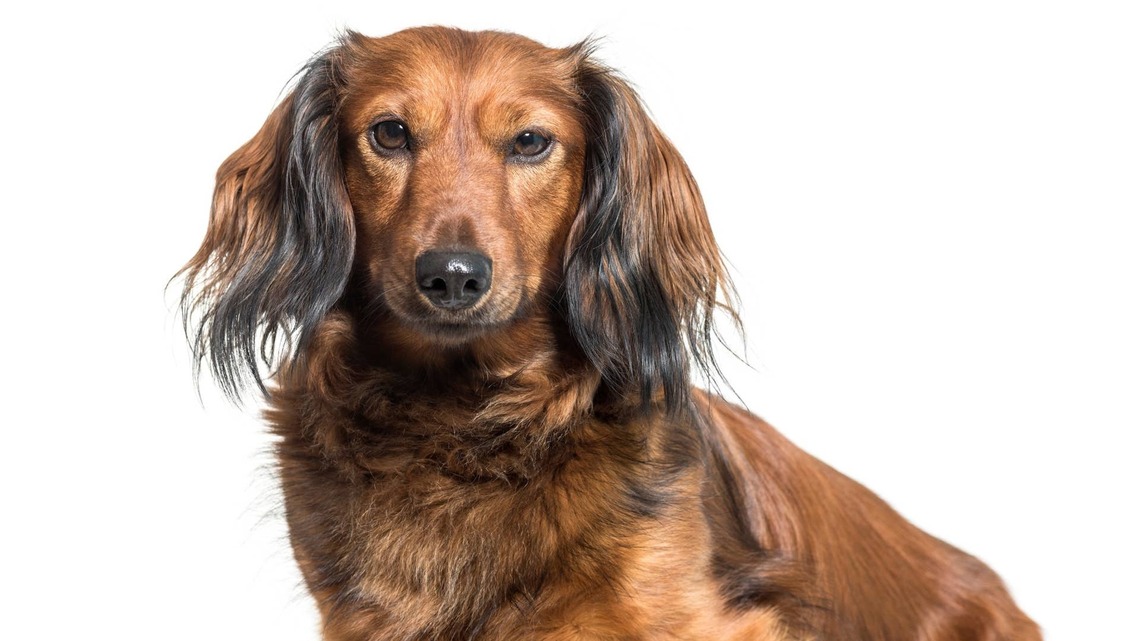 Little Dachshund Has the Cheesiest Smile After Spotting a Bag of Cheez-Its 