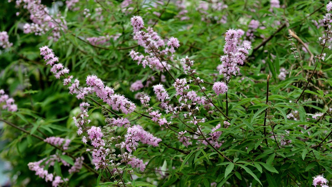 7 Easiest Native Plants to Grow to Attract Birds, Bees and Butterflies  