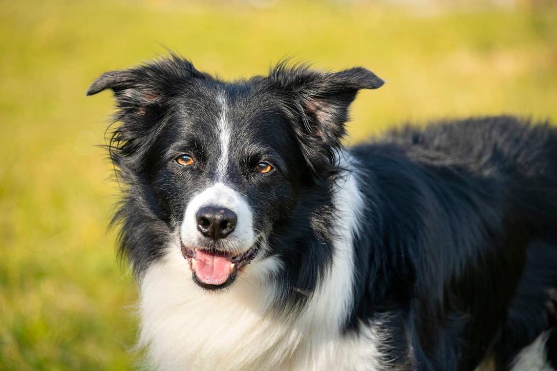  A Border Collie outside that has a sweet personality. 