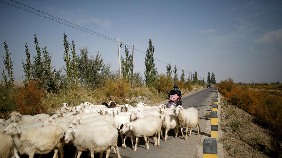 Job ad for shepherds goes viral in China exposing labour market strains 