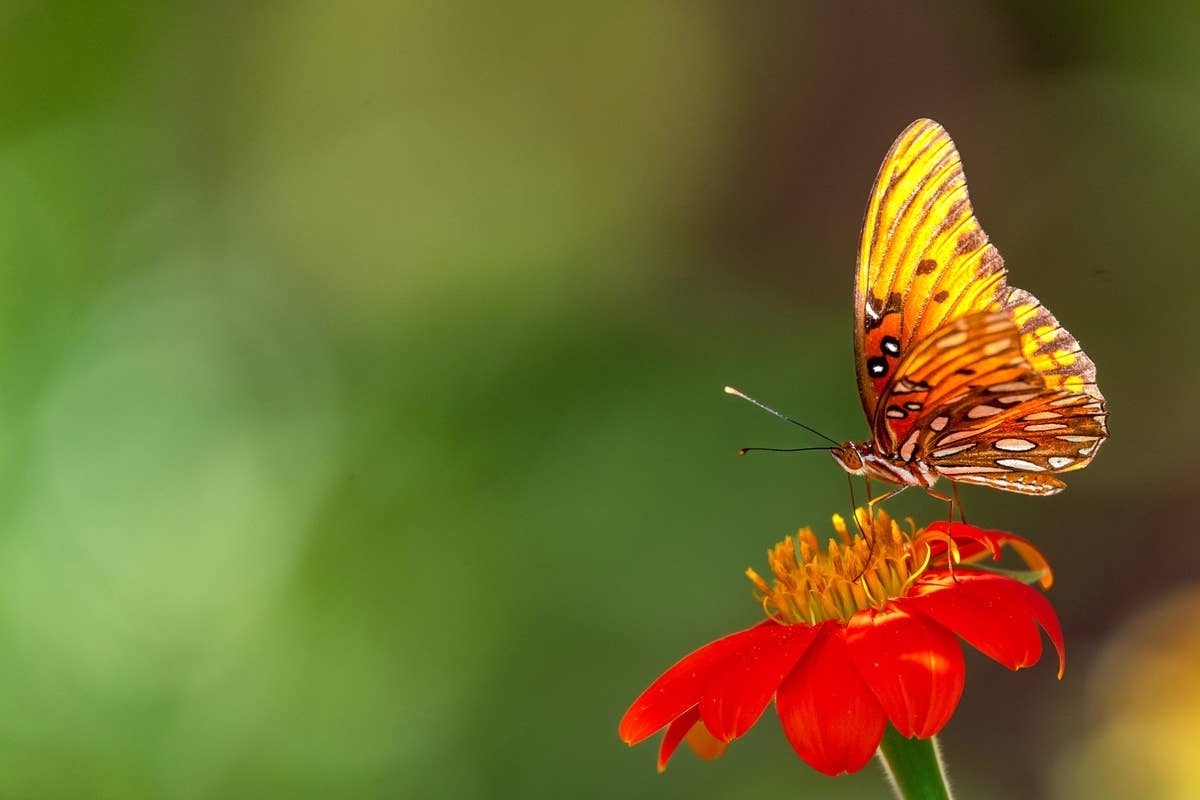  Butterflies appearing during grief or remembrance can feel like a comforting presence.