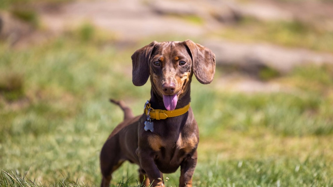 This Mini Dachshund Puppy's Smile Has the Internet Completely Obsessed 