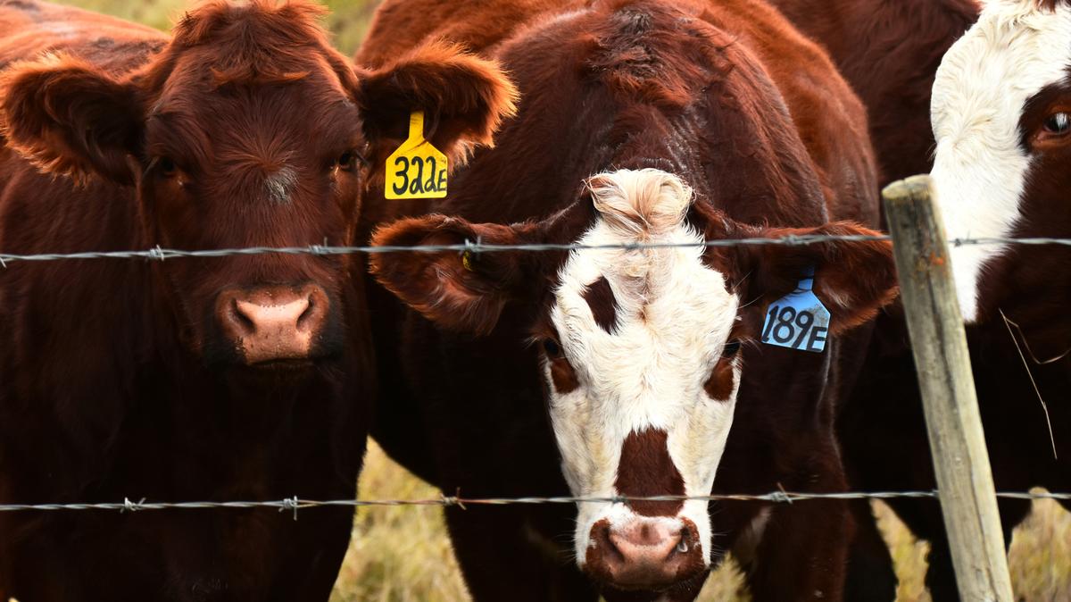 Nearly three years after the “ghost cattle” scheme to defraud Tyson was discovered, a federal judge dismissed Cody Easterday’s lawsuits against the company.