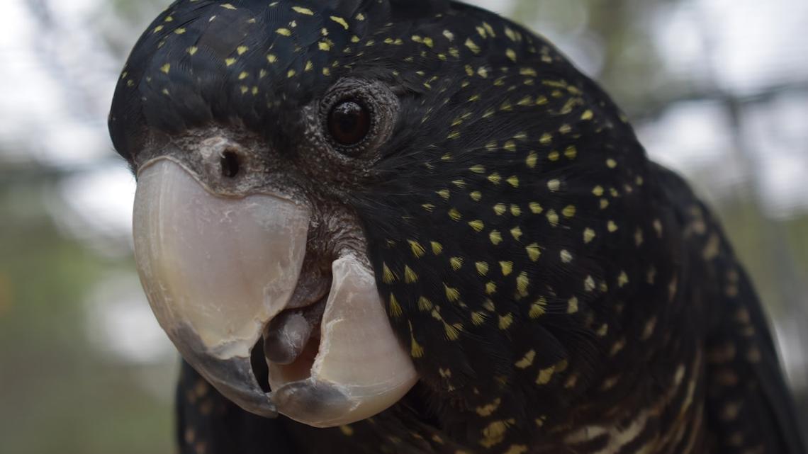 One-Legged Goth Cockatoo ‘Chooses' New Mom in the Sweetest Moment 