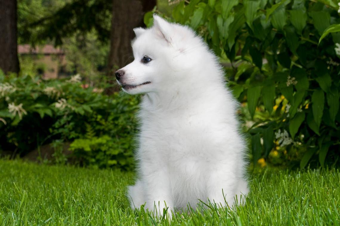  A cute American Eskimo puppy. 
