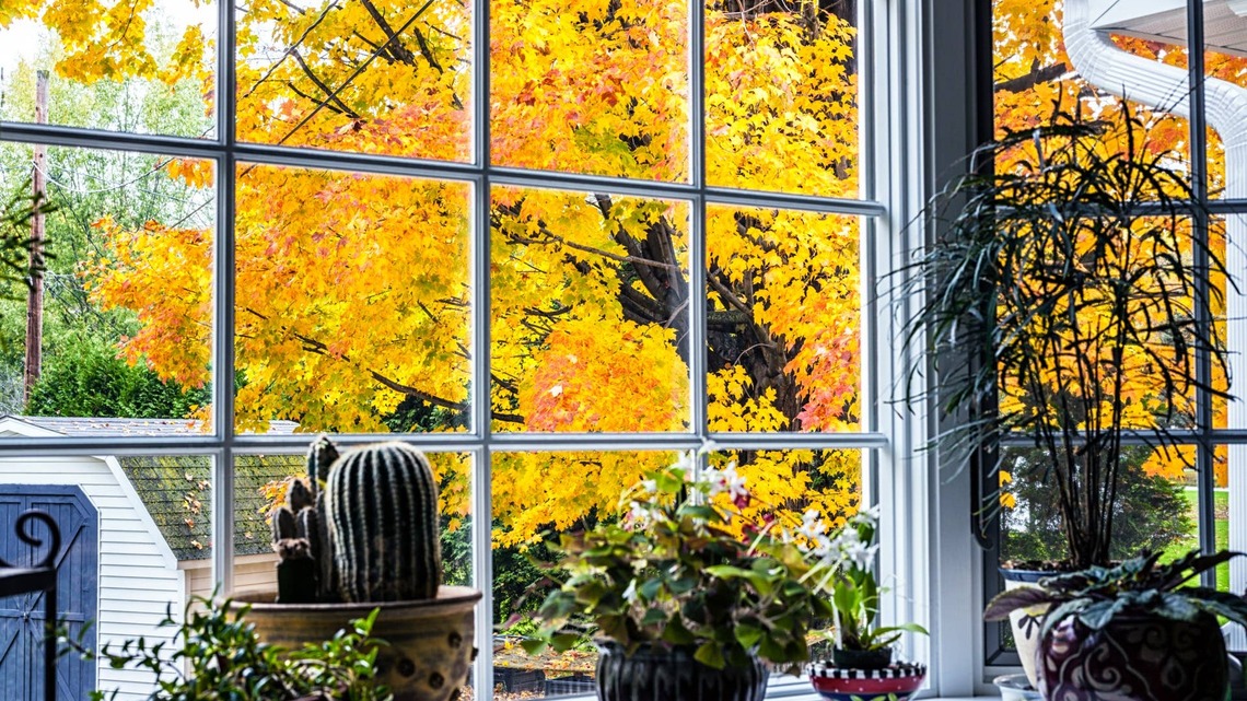 Should You Stop Feeding Your Houseplants in Fall? Experts Explain