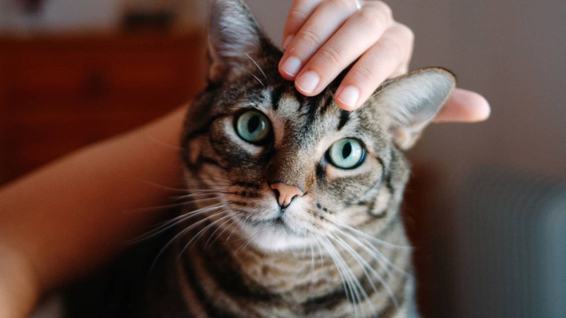 Tabby Cat Who Spent All Night Out Gets Hilarious Lecture From Mom
