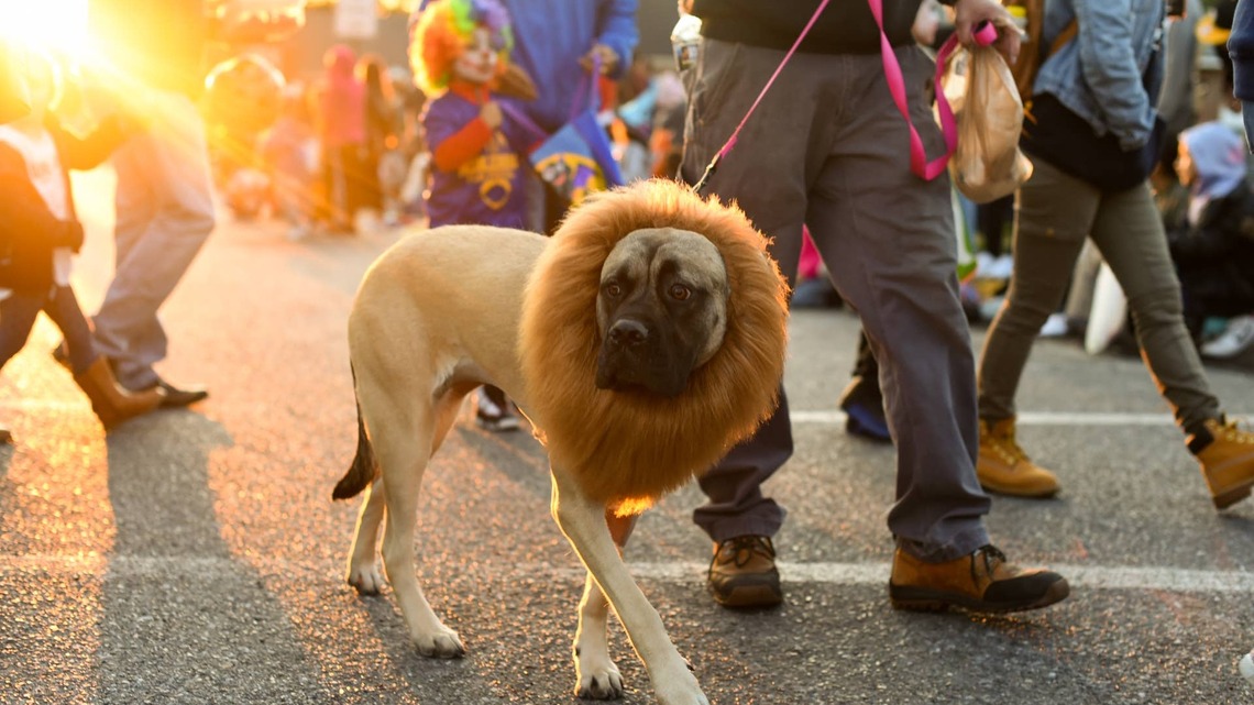 The Most Dangerous Halloween Candy for Dogs-and It's Not Just Chocolate