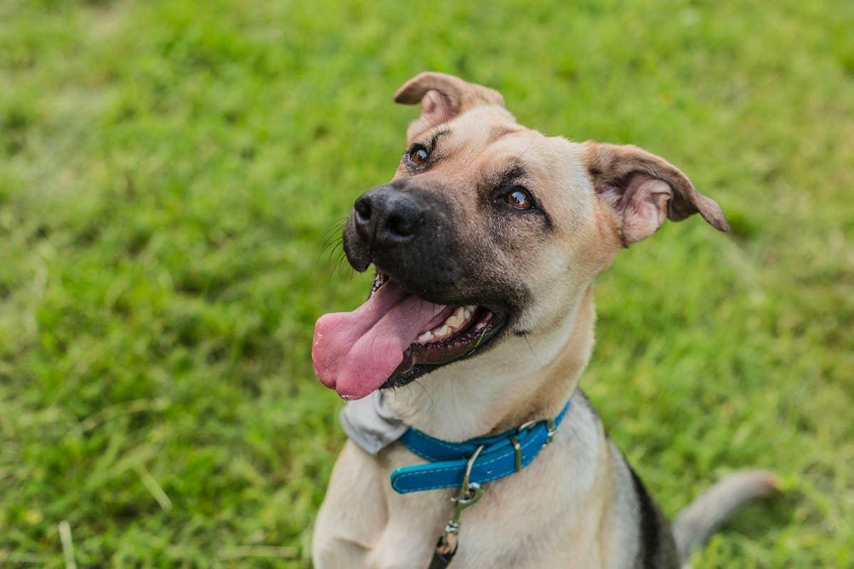  A dog sitting while hiking. 