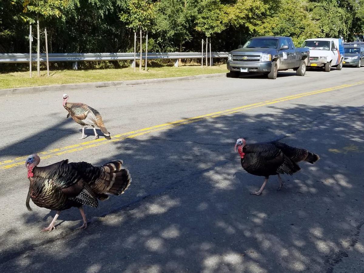  Wild turkeys crossing the road in Staten Island, New York. (Dr. Dave Kenny via SWNS) 