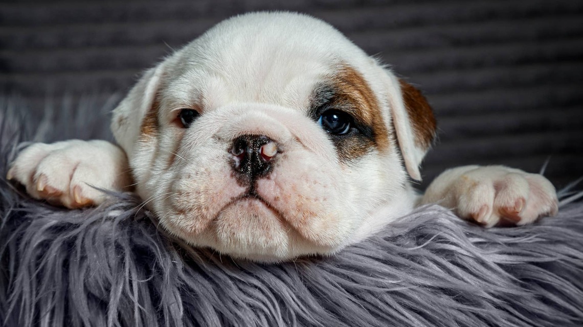 Deliciously Rolly Bulldog Puppy Is the Most Perfect Snack Time Partner 