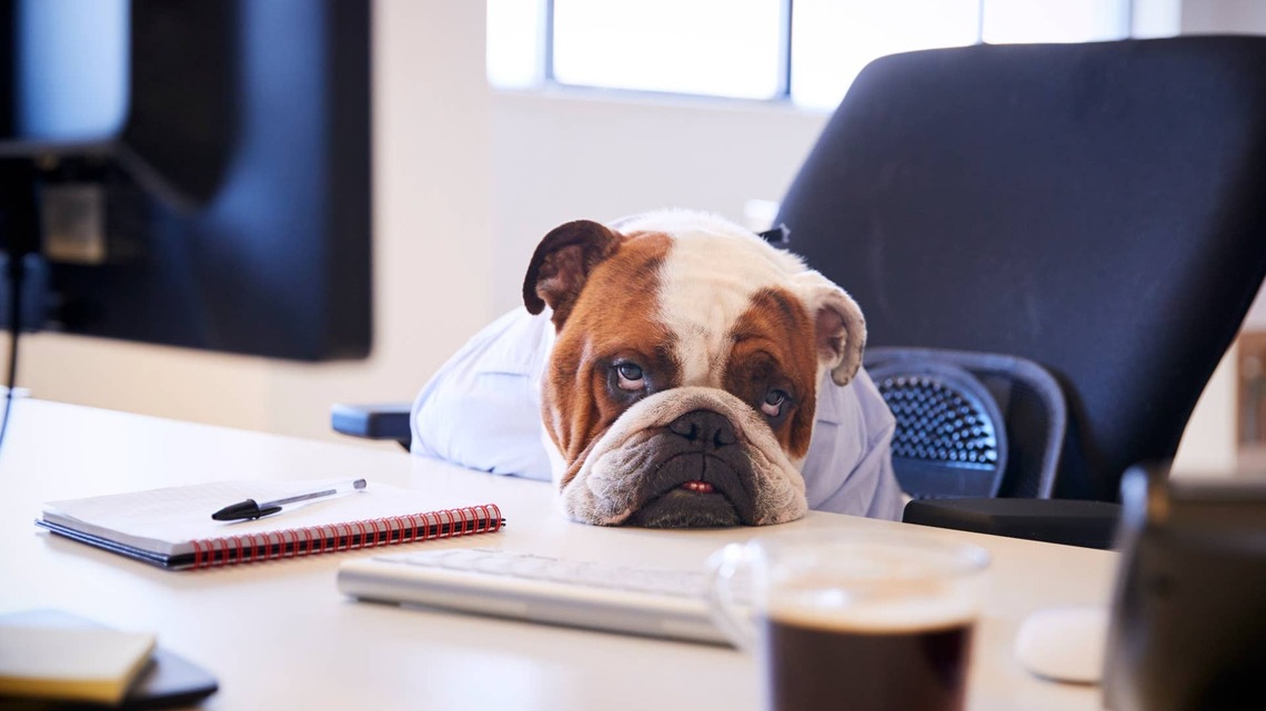 English Bulldog Fills in for Dad on a Zoom Call, and No One Complains 