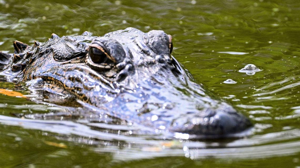Massive 'Dinosaur' Alligator Spotted on Florida Golf Course and It's Shocking 