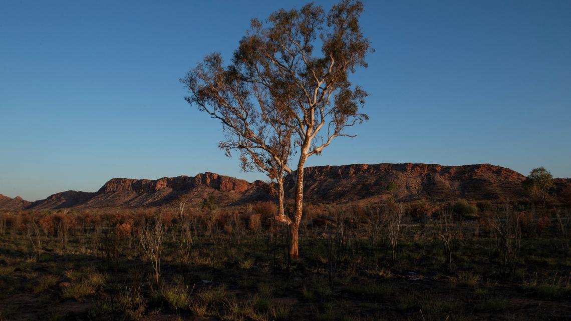 Climate change threatens global plant species as habitats shrink 