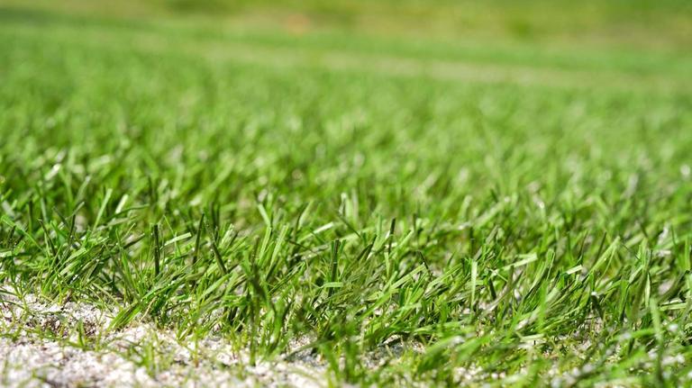 NFLPA taking notice of grass surfaces for World Cup