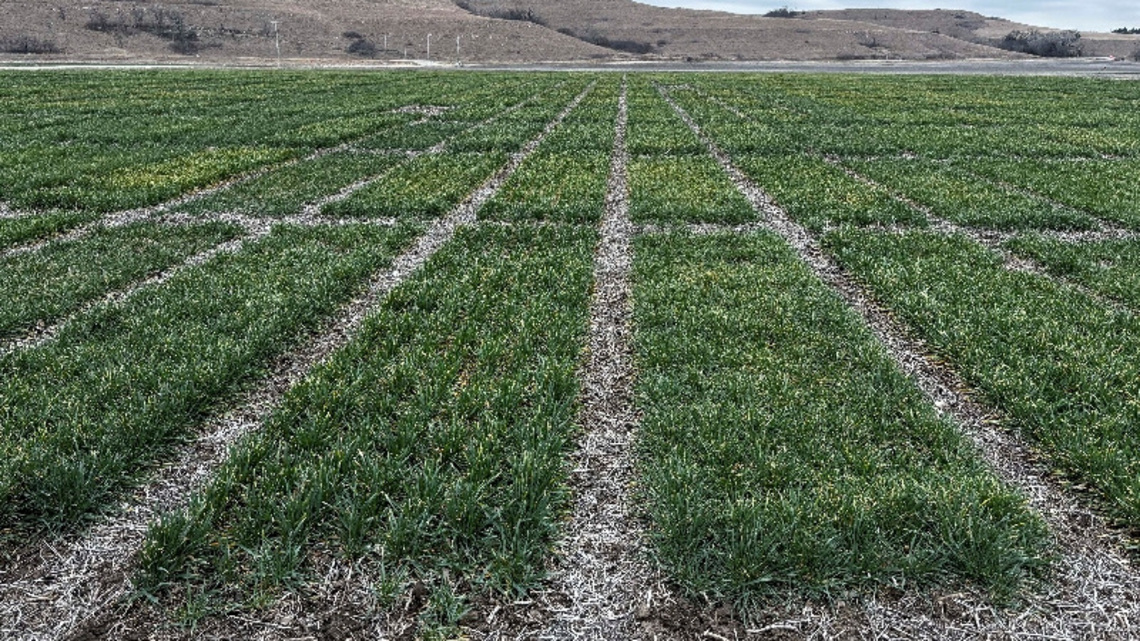 Syngenta files for Hong Kong IPO that could raise $5 billion, Bloomberg News reports 