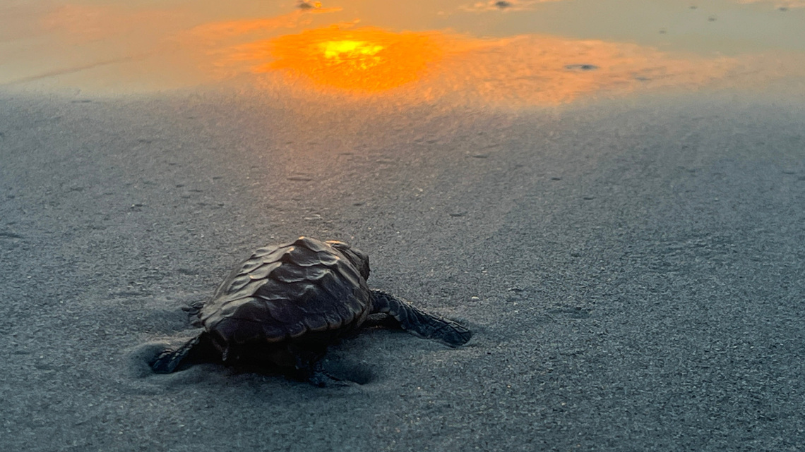 Sea turtle nesting surges in Florida, breaking a 36-year record 