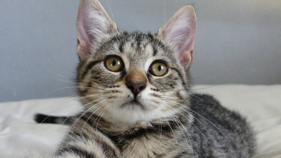 Cat Surrendered to a Shelter Because People Were 'Tired of Cleaning Up After Her' Is Heartbroken and Scared 