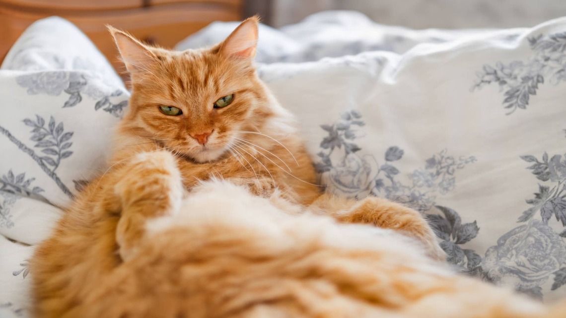 Woman Leaves Her Anxious Cat a Pillow Version of Herself 
