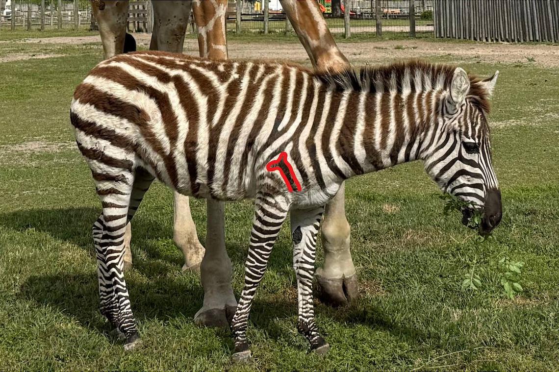  Kurtsie the zebra, with a 'giraffe-shaped mark' outlined.
