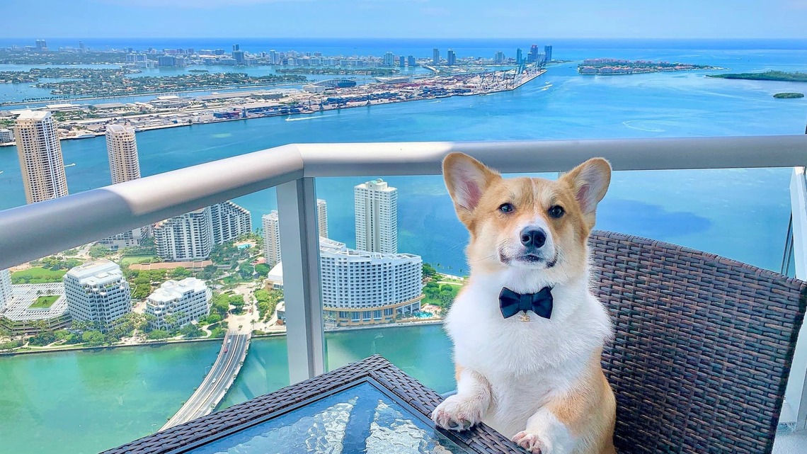 Little Beast's 'Miami Vice' Fleece Gives Dogs the Coolest '80s Makeover 