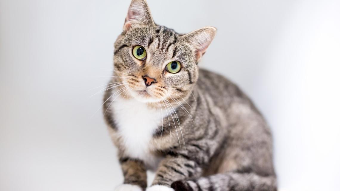 Tabby Cat Helps Mom Empty the Dishwasher in the Cutest Way Possible 