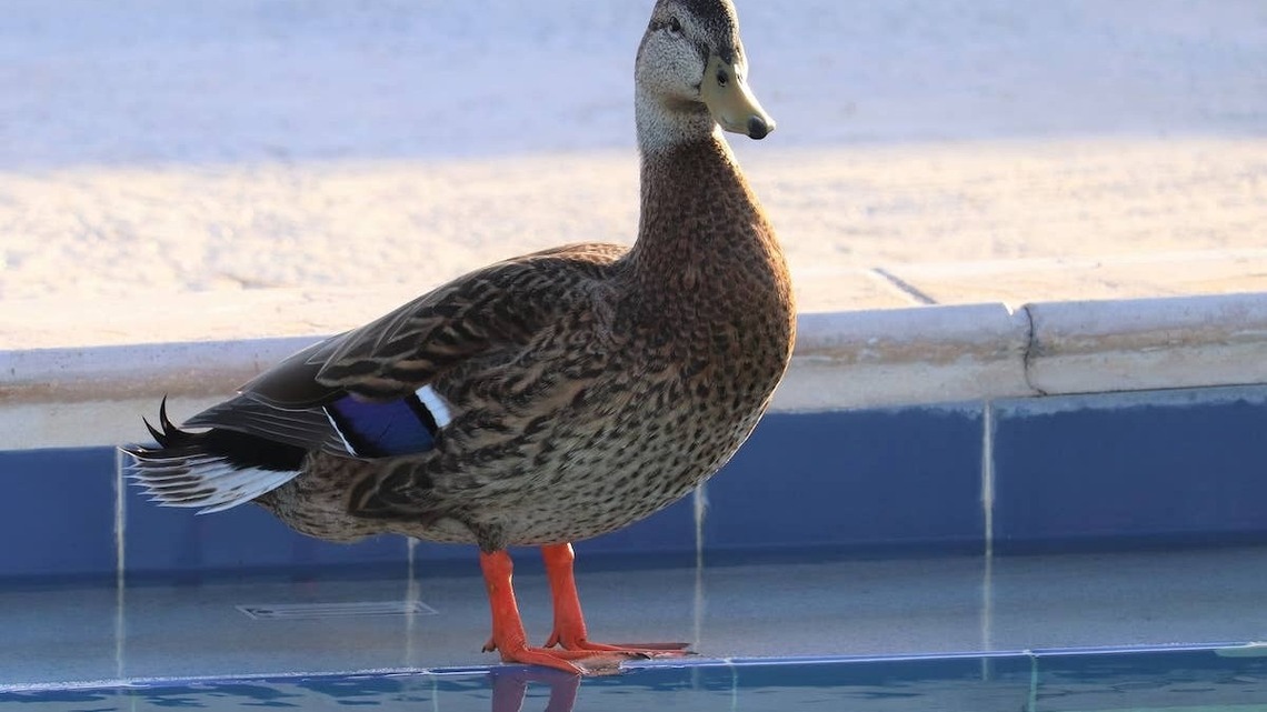 Duck Living Her Best Life in Backyard Pool Has Everyone Smiling 
