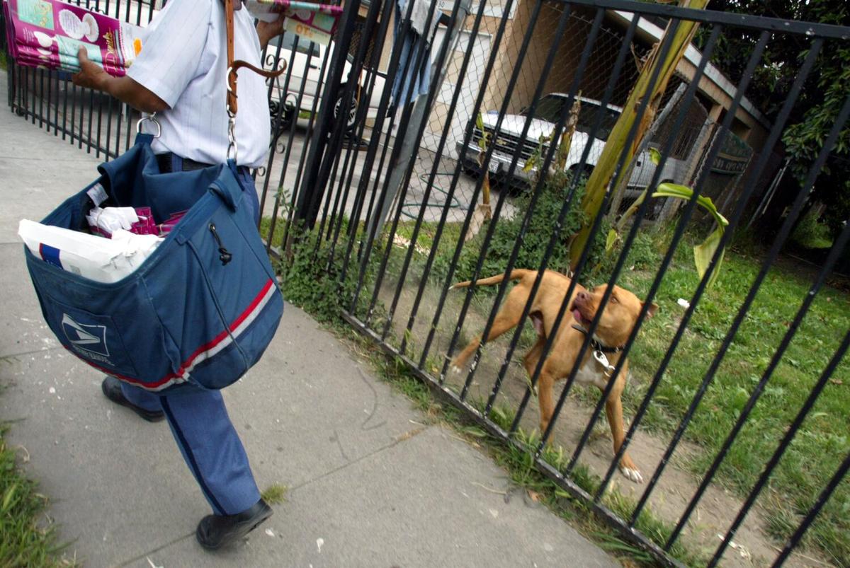 A pitbull dog keeps a watchful eye on mail carrier Linda Heyman while she delivers mail along East 112th Street in Watts in 2024. Postal workers in California reported a total of 701 dog attacks in 2024.