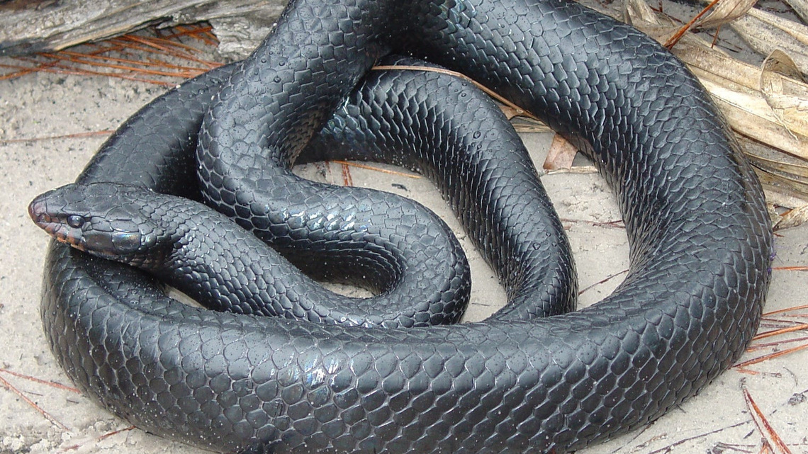 Meet Alabama's longest snake. Its favorite meal rattles