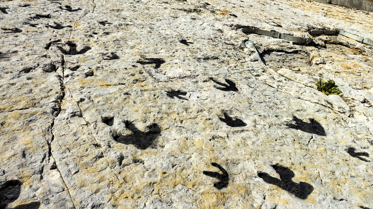 Dinosaur tracks on the surface of sedimentary rock in Colorado.