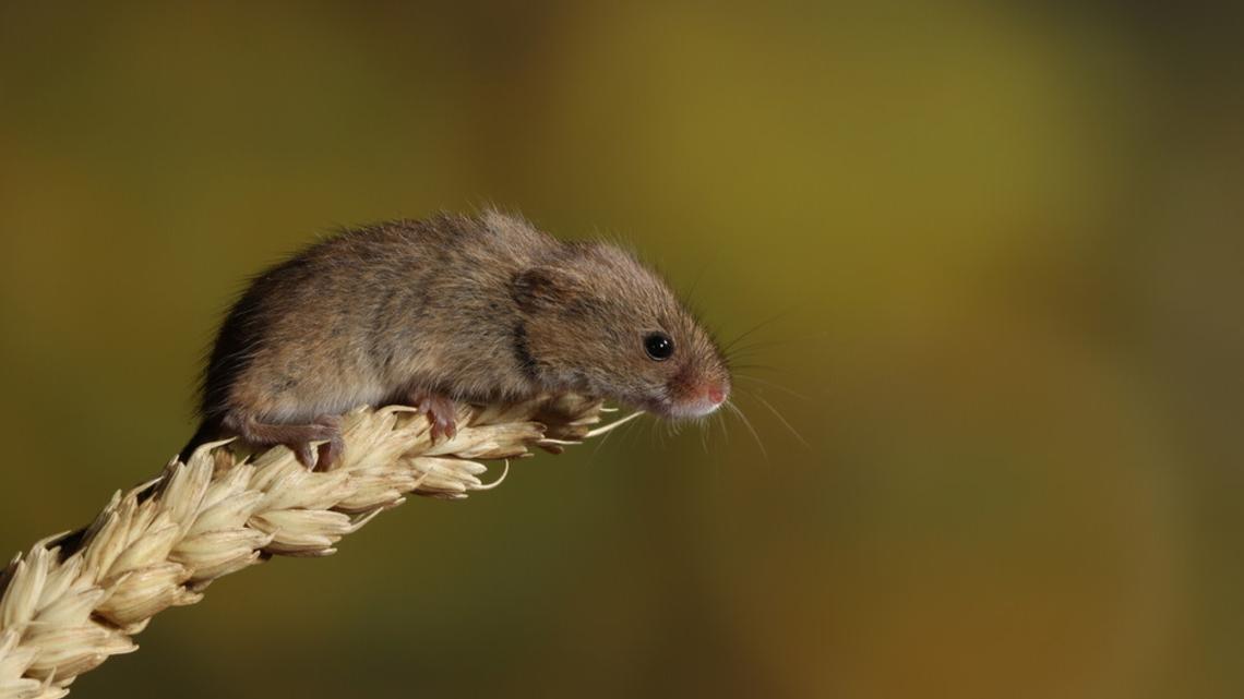 This Man Rescued a Mouse So Tiny You Have to See It to Believe It 