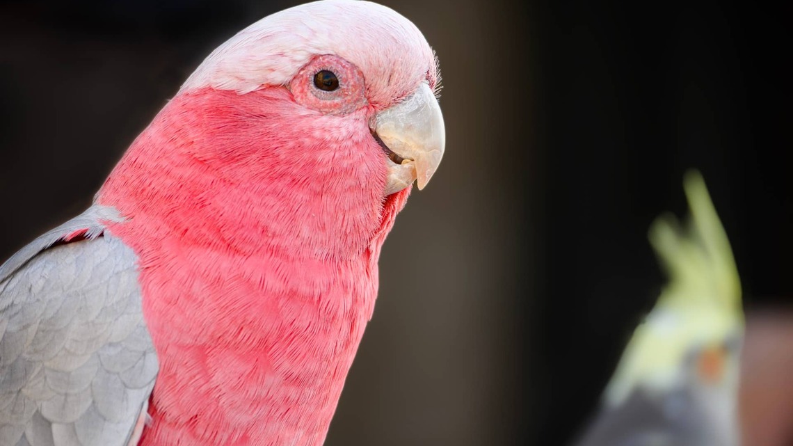 Man Sings to Pink Parrots in Honor of Dolly Parton, and Their Reaction Is So Beautiful 