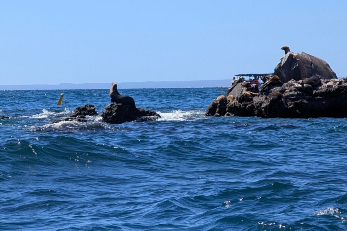  It was almost as if these sea lions were posing for a photo! Photo credit: Cindy Richards 