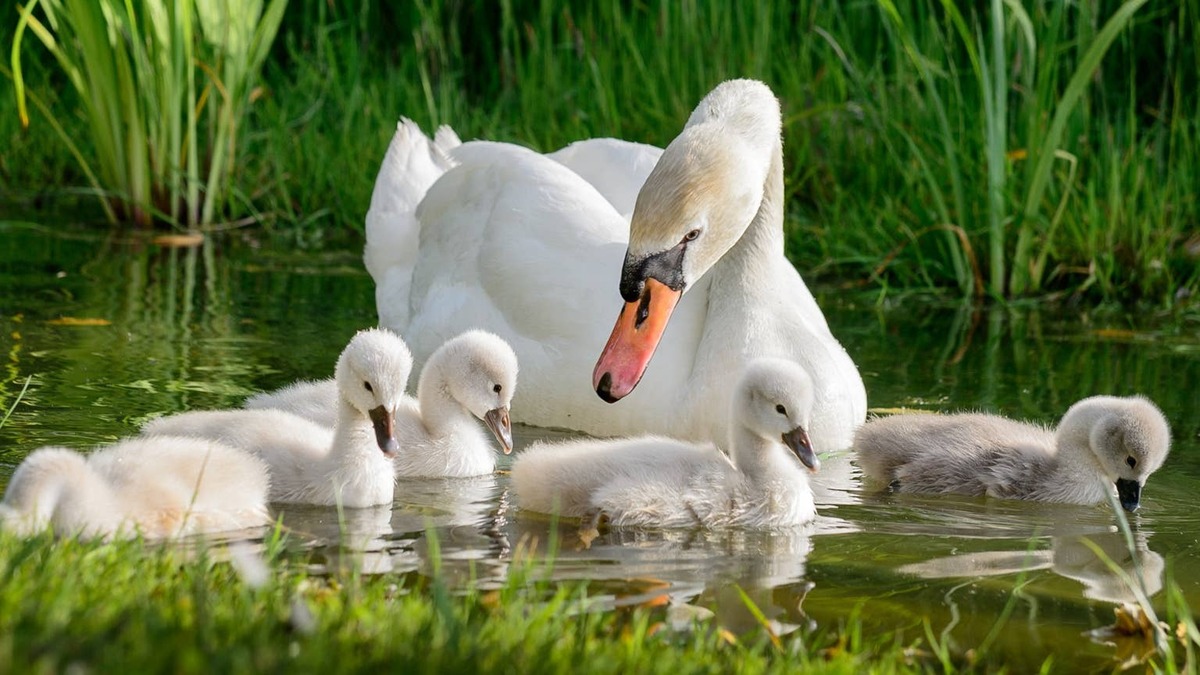 swan + babies.