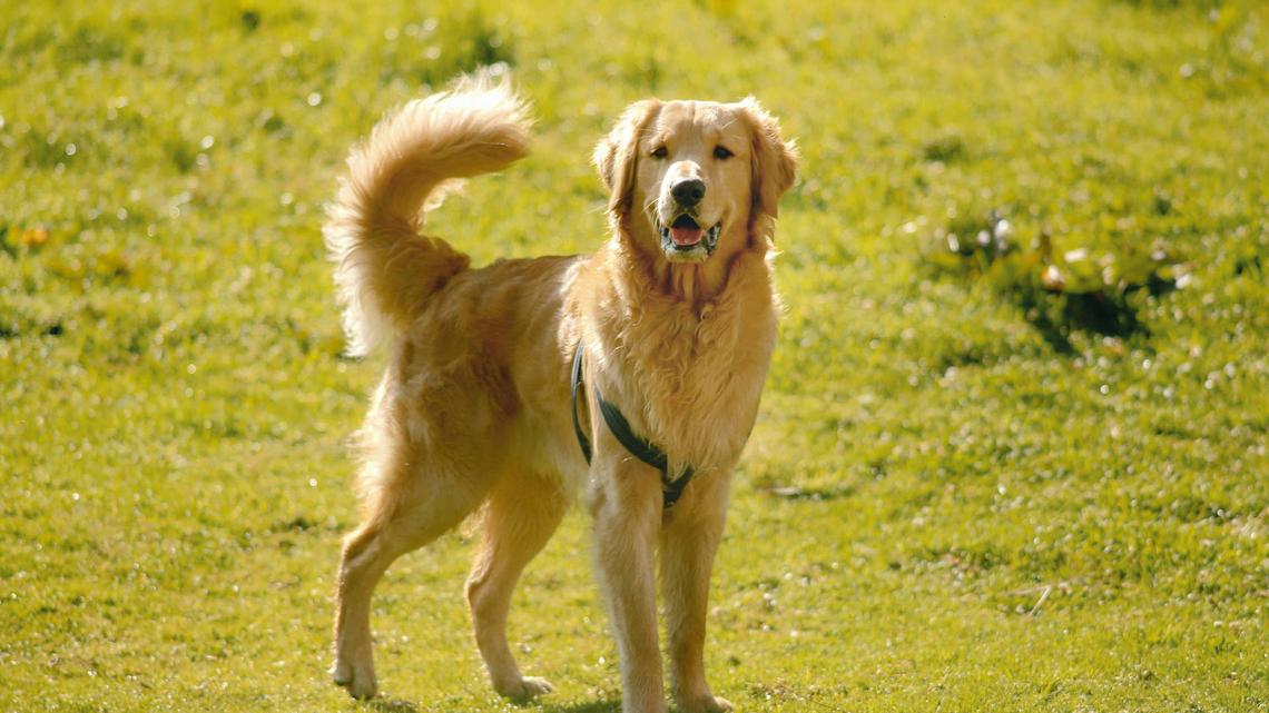 Golden Retriever Watches Mom Lose Sight of Baby and Clearly Has an Opinion 