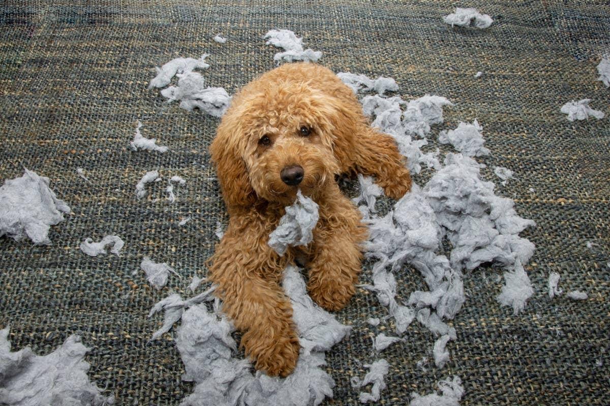  Destructive dog behavior because a pup was feeling anxious.