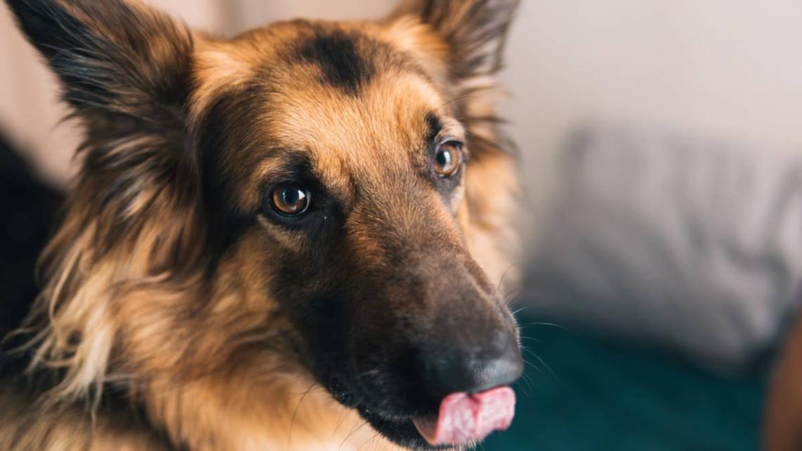 Mom Tries Talking to Her Animals Through the Ring Camera-and It's Total Chaos 