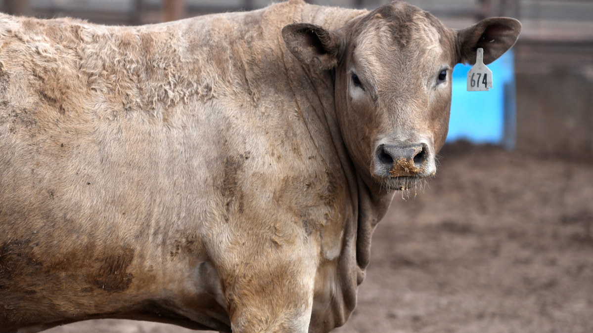 A cow stands in the Lubbock Feeders feedlot, that has 350 acres of feedyard pens, in Lubbock, Texas, U.S., April 22, 2026. REUTERS/Annie Rice