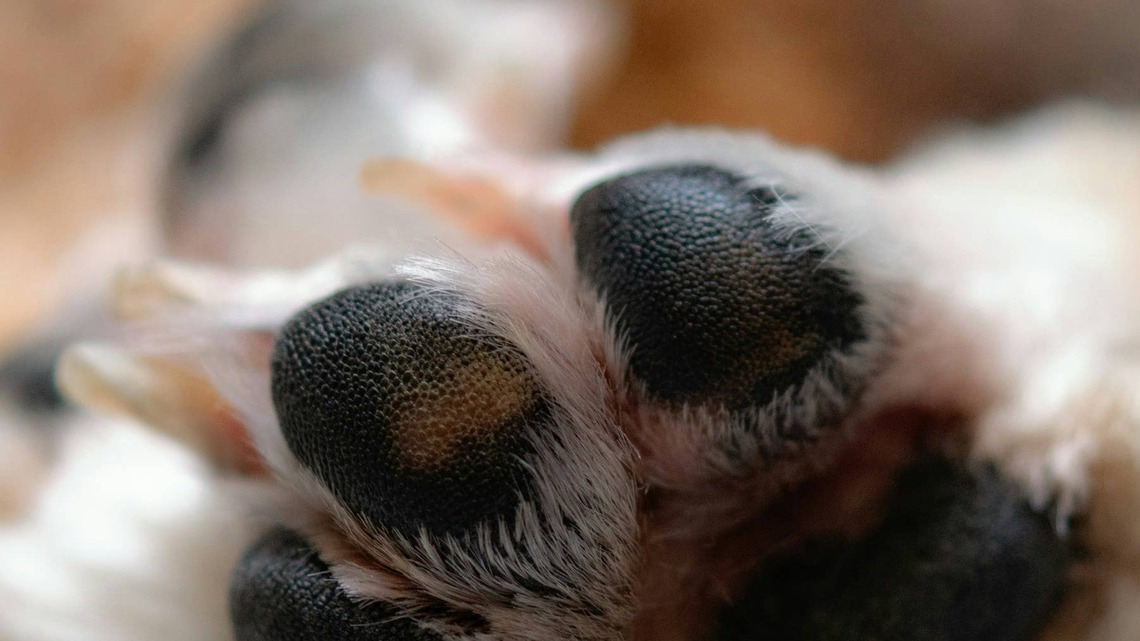 Little Schnauzer's Rare Light Brown Coat Makes Her the 'Cutest Toasted Chicken Nugget 