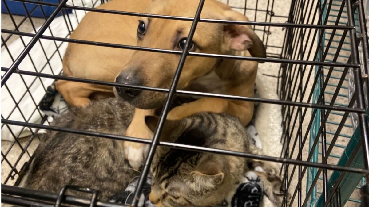 Photo of a 6-month-old puppy placing his paw over his feline companion when staff found them outside the animal shelter. 