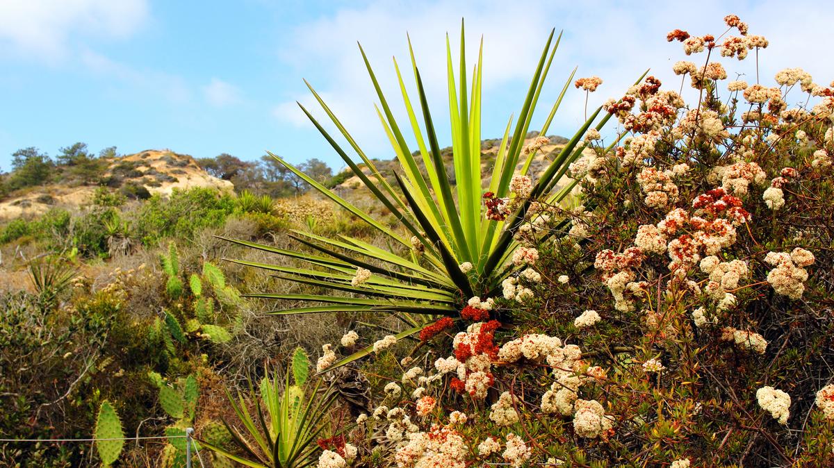 Native plants are very vulnerable to climate change. High temperatures mean they have to adjust to increased droughts and higher CO2 levels. (Viktoria Lelis/Dreamstime/TNS)