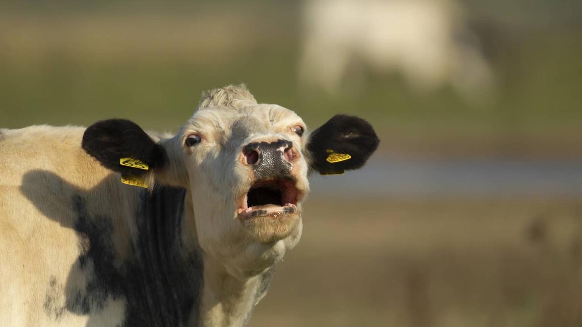 Little Girl's Pure Joy After Hearing a Cow Moo Is Melting Hearts 