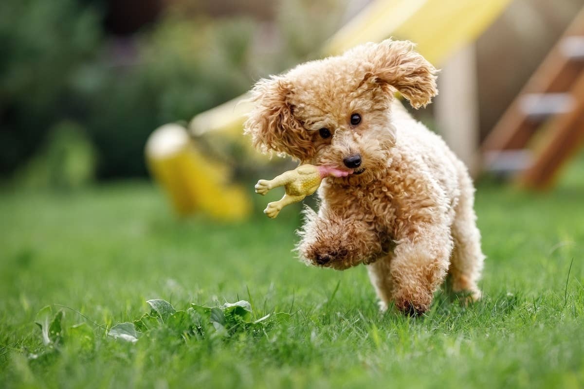  A Teacup Poodle playing with a toy in the grass.