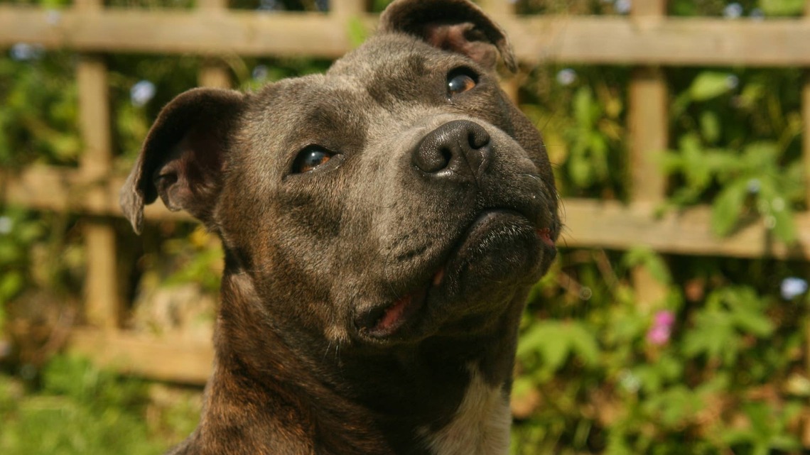 Blue Staffy Goes on a Hike and Hijacks a Kayak in the Process