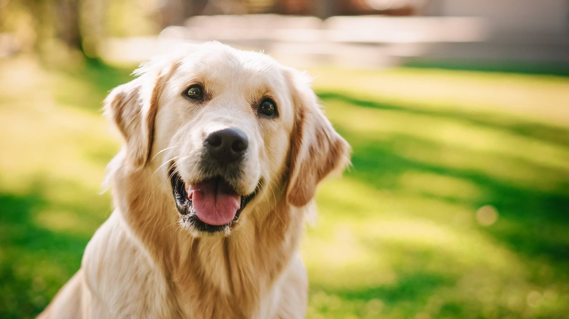 Golden Retriever Has a Lot To Say, and His Little ‘Woo Woos' Are Absolutely Precious 