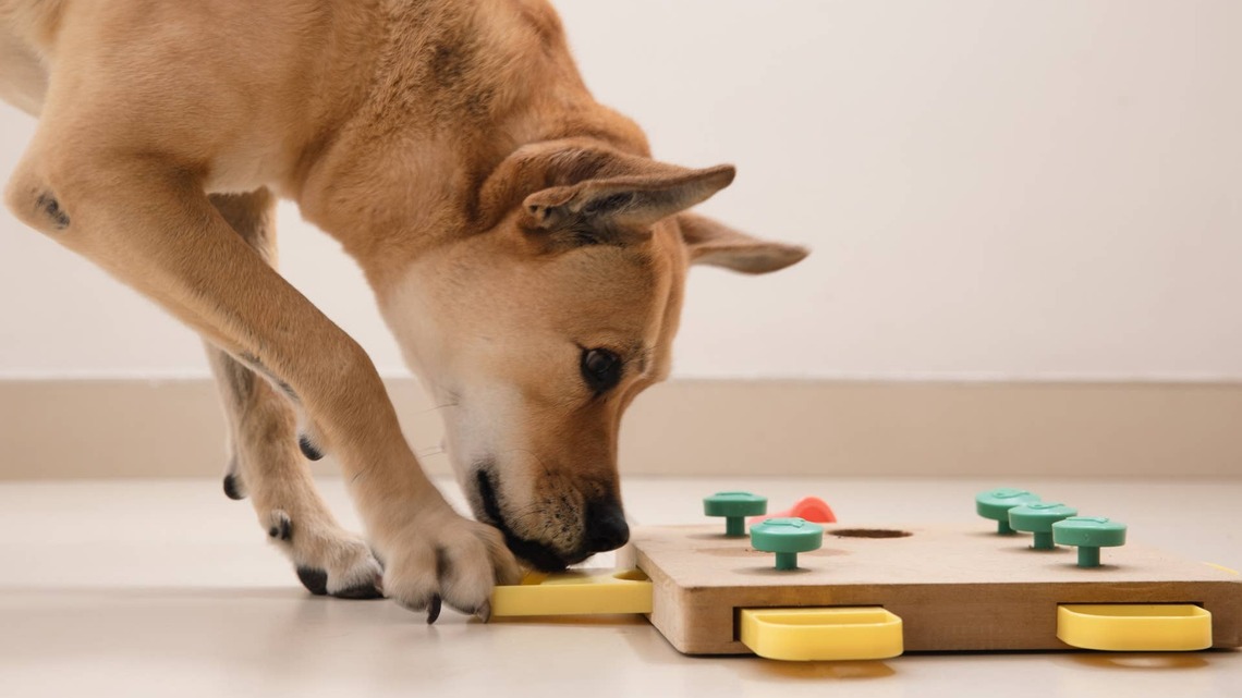 Keep Your Pup Entertained at Home With This Dog Mom's Enrichment Games 