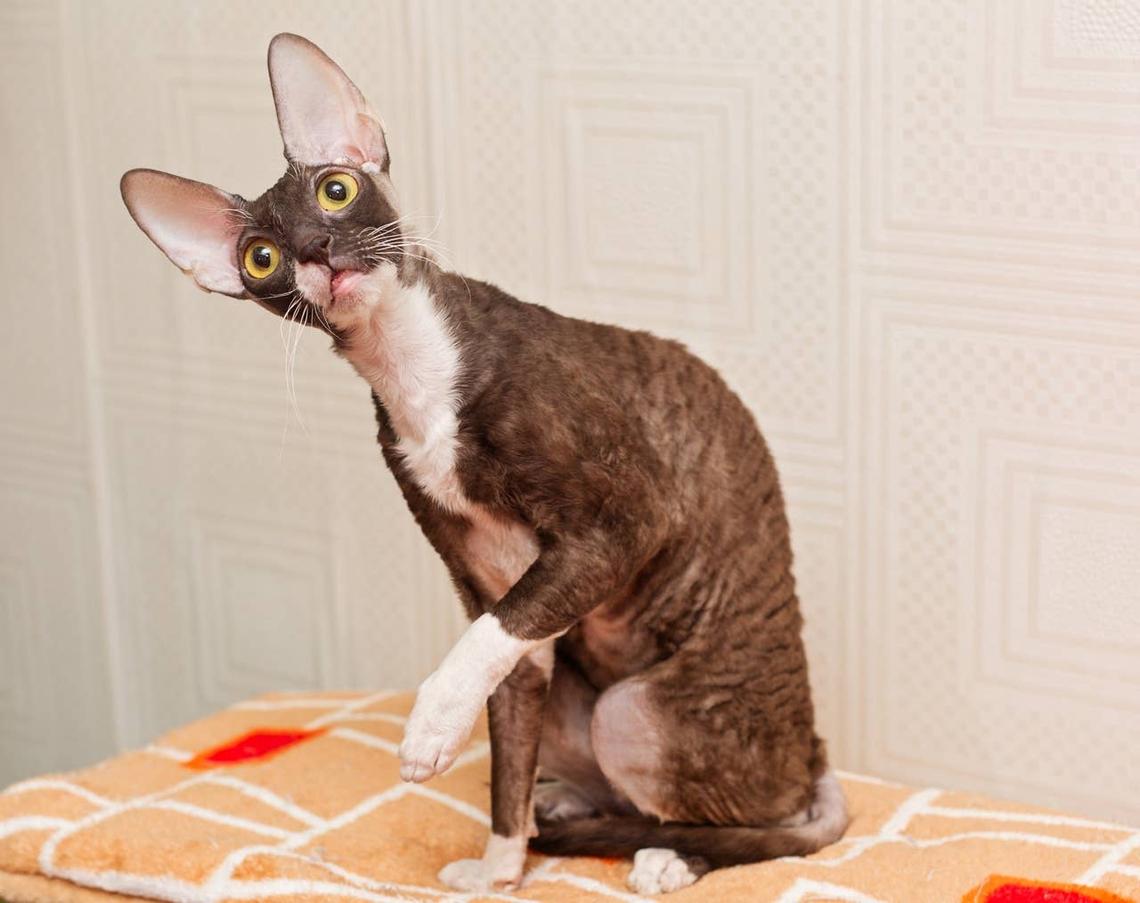  A funny Cornish Rex cat tilting its head. 